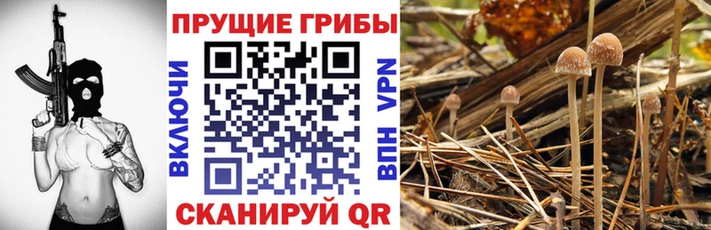 Псилоцибиновые грибы Psilocybe  где купить наркоту  блэк спрут ССЫЛКА  Минусинск 